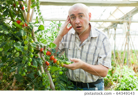Farmer checking tomato plants 64349143
