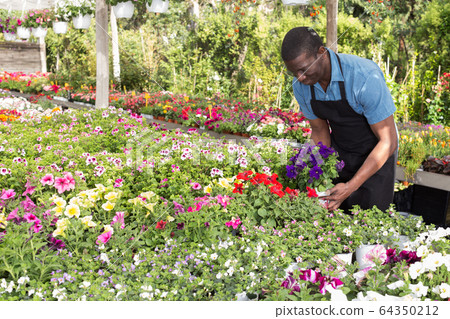 Man arranging flowers in glasshouse 64350212