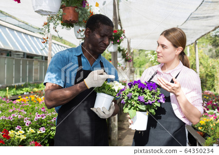 Gardeners discussing flowers in orangery Gardeners discussing flowers in orangery 64350234