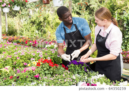 Workers inspecting bloomy plants Workers inspecting bloomy plants 64350239