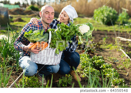 Happy couple with a crop of vegetables in the garden Happy couple with a crop of vegetables in the garden 64350548