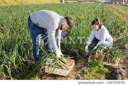 Woman and bearded guy harvesting scallion Woman and bearded guy harvesting scallion 64350550
