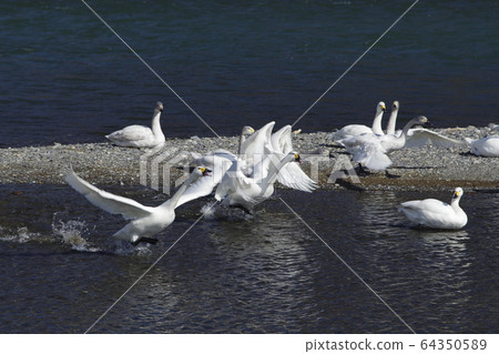 Swan Lake 64350589