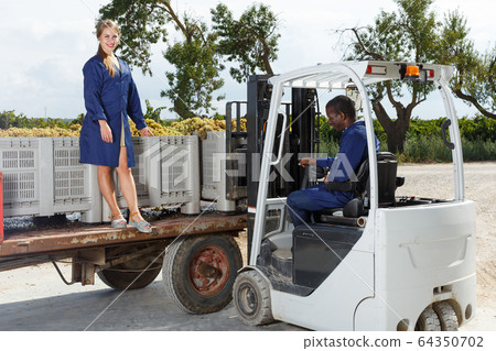Smiling female and man professional vineyard workers filling truck with fresh harvest Smiling female and man professional vineyard workers filling truck with fresh harvest 64350702