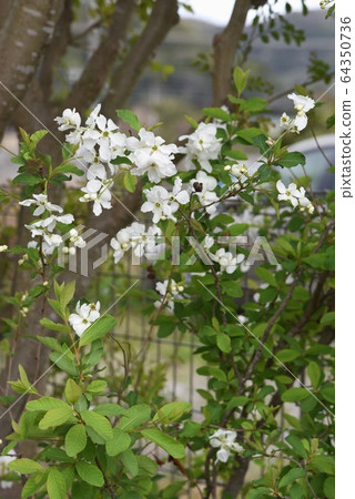 Flower of Likyu (Rikyu plum) flower Flower of Likyu (Rikyu plum) flower 64350736