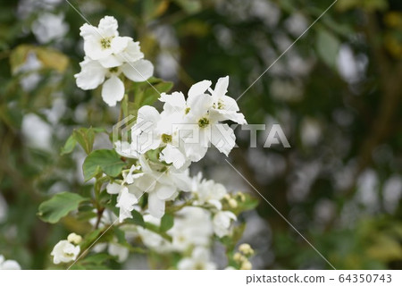 Likyu（Rikyu李子）花花 64350743