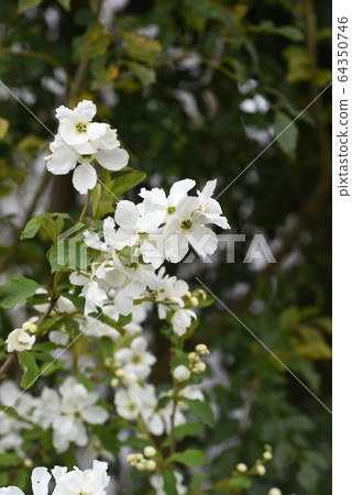 Flower of Likyu (Rikyu plum) flower Flower of Likyu (Rikyu plum) flower 64350746