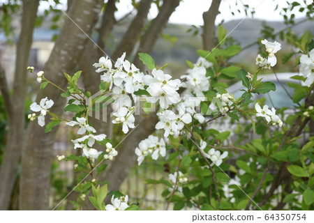 Flower of Likyu (Rikyu plum) flower Flower of Likyu (Rikyu plum) flower 64350754