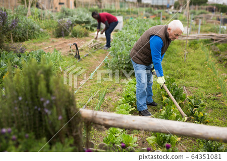 Senior man horticulturist with mattock working in garden 64351081