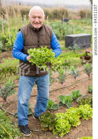 Portrait of an elderly man with ripe lettuce in his garden Portrait of an elderly man with ripe lettuce in his garden 64351107