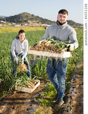 Man and woman harvest crop of onions on the field 64351108