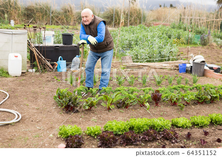 Senior man gardener with mattock working with lettuce 64351152