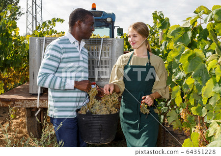 Workers harvesting grapes at vineyard 64351228