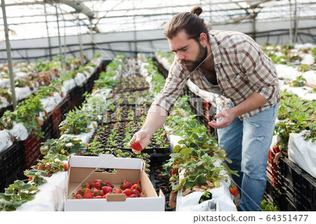 Farmer harvesting strawberries 64351477
