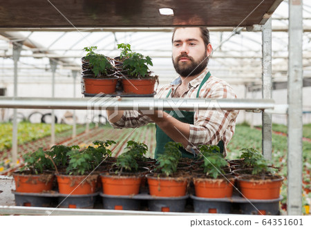 Man gardener holding pot with tomatoes seedling in sunny greenhouse Man gardener holding pot with tomatoes seedling in sunny greenhouse 64351601