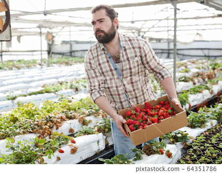 Farmer harvesting strawberries Farmer harvesting strawberries 64351786