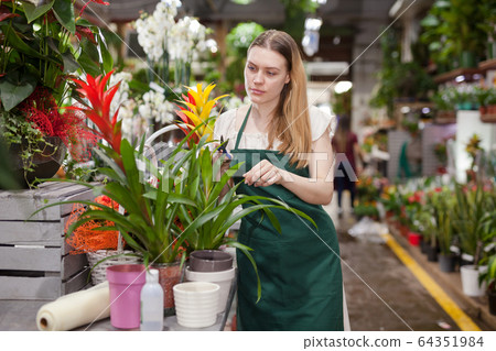 Positive woman picking a bromelia flower in the flower shop 64351984