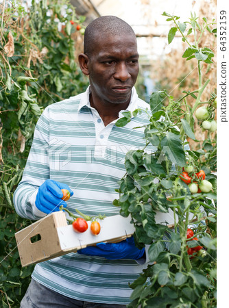 Farmer harvesting tomatoes 64352159