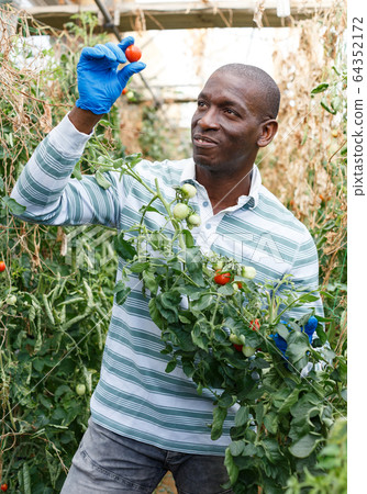 Farmer cultivating tomatoes Farmer cultivating tomatoes 64352172