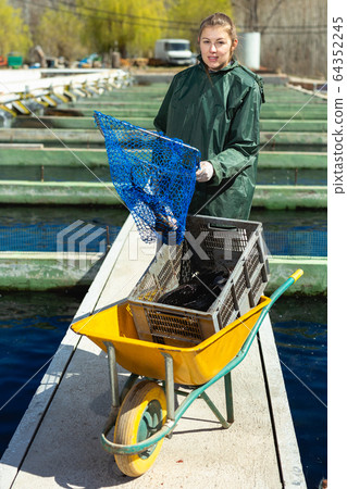 Woman catching sturgeon at fish farm Woman catching sturgeon at fish farm 64352245