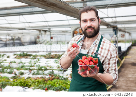 Farmer picks ripe strawberries in a greenhouse 64352248
