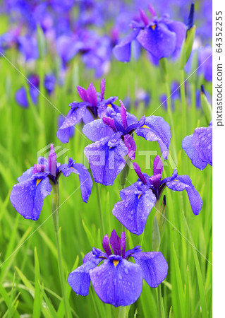 Iris Iris 64352255