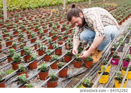 Man gardener holding pot with tomatoes seedling in sunny greenhouse Man gardener holding pot with tomatoes seedling in sunny greenhouse 64352262