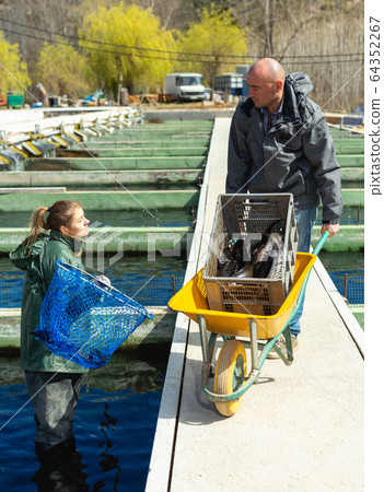 Owner of fish farm with woman worker catching sturgeons Owner of fish farm with woman worker catching sturgeons 64352267