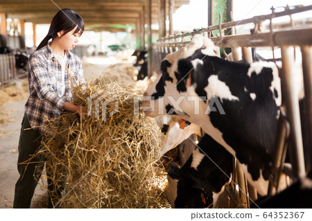 Female technician feeding cows with grass and smile in livestock barn Female technician feeding cows with grass and smile in livestock barn 64352367