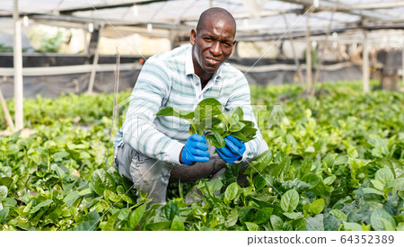 Farmer controlling process of growing of Malabar spinach Farmer controlling process of growing of Malabar spinach 64352389