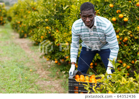 Afro male worker picking mandarins Afro male worker picking mandarins 64352436