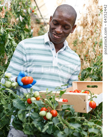 Farmer harvesting tomatoes Farmer harvesting tomatoes 64352442