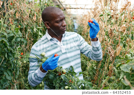 Farmer checking harvest of tomato plants Farmer checking harvest of tomato plants 64352453