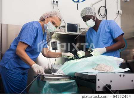 Proffesional veterinarians in uniform doing operation 64352494