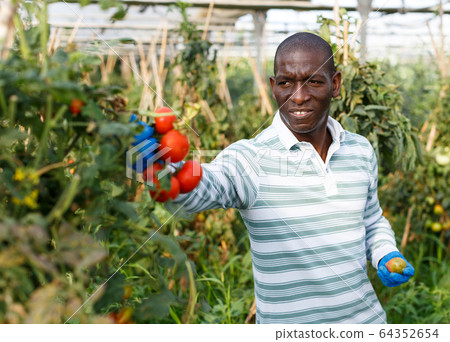Farmer checking harvest of tomato plants 64352654