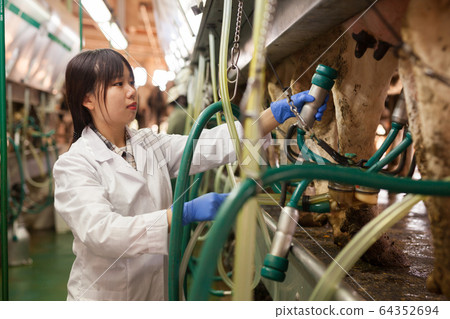 Positive young chinese woman in white uniform going to milk cows at farm Positive young chinese woman in white uniform going to milk cows at farm 64352694