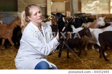 Positive farmer with goatlings on his hands 64352945