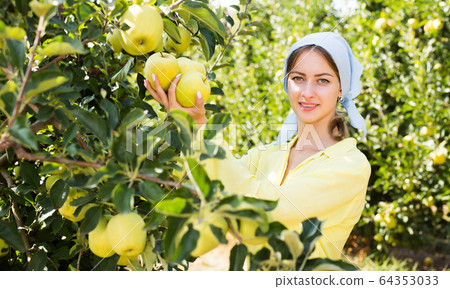 Woman harvesting yellow apples on farm 64353033