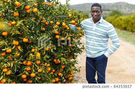 Afro male worker picking mandarins Afro male worker picking mandarins 64353037
