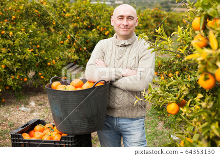 Worker with basket harvesting mandarins Worker with basket harvesting mandarins 64353130