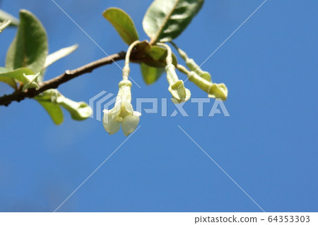 Thrush (summer mushroom) flowers Thrush (summer mushroom) flowers 64353303