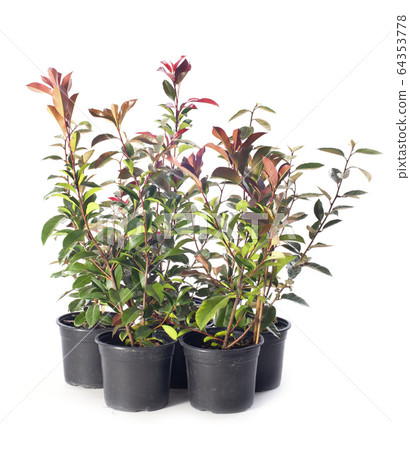 photinia in studio photinia in studio 64353778