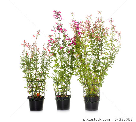 Salvia microphylla in studio Salvia microphylla in studio 64353795