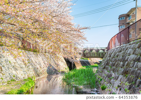 日本的春天日本神奈川縣川崎市，沿日卡奇本川市（一田和Noborito附近）一排櫻花樹 64353876