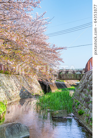 日本的春天日本神奈川縣川崎市，沿日卡奇本川市（一田和Noborito附近）一排櫻花樹 64353877