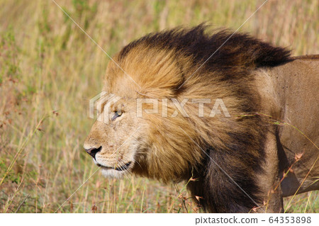 A Lion in Maasai Mara, Kenya walking in the grasslands of Masai Mara, Kenya 64353898
