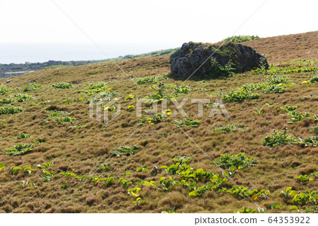 Plants on the beach, the southernmost tip of Japan, Hateruma Island, Okinawa Prefecture 64353922