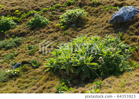 Plants on the beach, the southernmost tip of Japan, Hateruma Island, Okinawa Prefecture 64353923