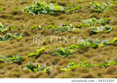 Plants on the beach, the southernmost tip of Japan, Hateruma Island, Okinawa Prefecture 64353924
