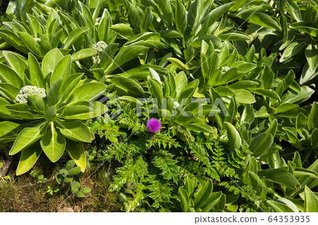 Plants on the beach, the southernmost tip of Japan, Hateruma Island, Okinawa Prefecture Plants on the beach, the southernmost tip of Japan, Hateruma Island, Okinawa Prefecture 64353935